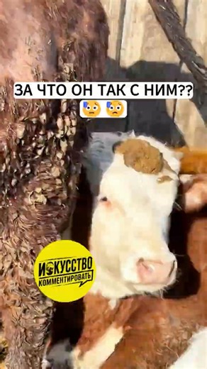 КОРОВИЙ МАКИЯЖ 🐮🐮 Смешные Комменты