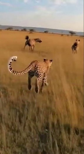 Cheetah vs Hyenas: Battle for Survival on the African Plains #AfricanSavannah#NatureBattle