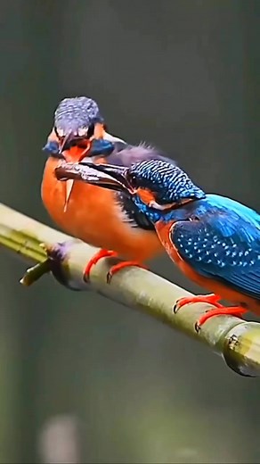 Wonderful birds ❤️ Full HD 4K #bird #birds #nature #wildlife #birdphotography #naturephotography #photography #birdwatching #wildlifephotography #animals #birding #birdlovers #ig #reels #facebookreels #fyp #fypシ #fypシ゚ #fypシ゚ #viral #FacebookReelsContest #facebookreelschallenge #birds #birdsofinstagram #birdstagram #birds_captures #nuts_about_birds #birds_adored #bestbirdshots #your_best_birds #love | Ella