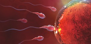 Petite histoire du spermatozoïde : la Belle au bois dormant et les missiles