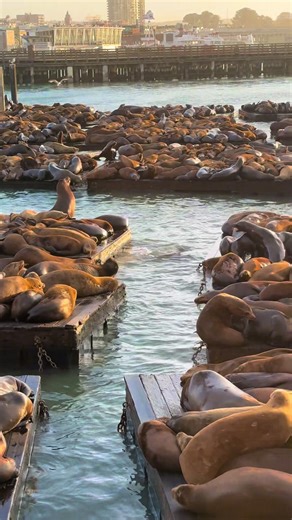 part cuddle puddle, part mosh pit 🦭 #sanfrancisco #pier39 | pier 39 san francisco