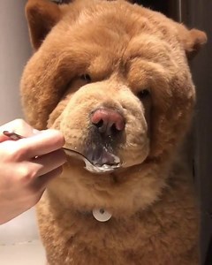 278K views · 4.1K reactions | This is what happens when a Life size teddy bear comes to life.  (: ig:chowderthebeardog) #chowchow #bear | Chow Chow Overload | Facebook