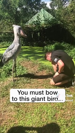 Discover the Shoebill Stork: A Living Dinosaur!