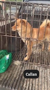 3.1K views · 89 reactions | Our two Shiba Inu boys are ready to fly,...