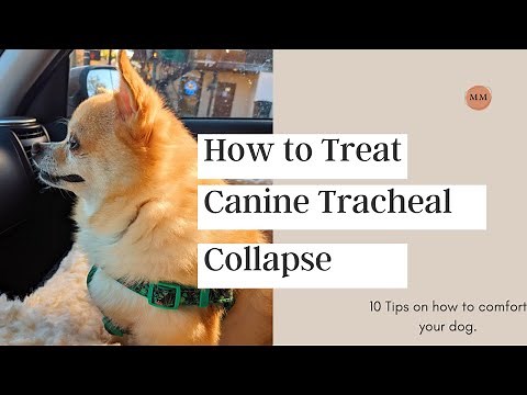 Treating Canine Collapsed Trachea