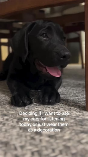 Adorable Black Labrador Puppy Playing