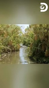 19M views · 273K reactions | Ed está desesperado para encontrar proteínas animais https://www.facebook.com/DiscoveryBrasil/videos/815472927015388/ | Discovery Brasil | Facebook