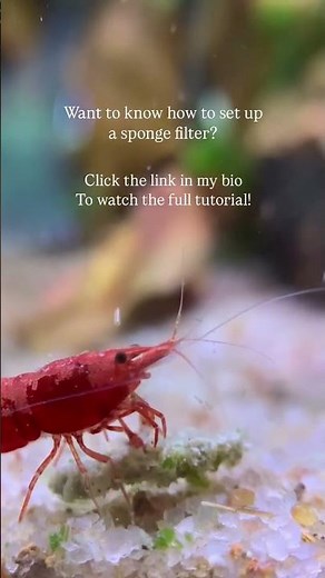How to set up a sponge filter for your fish tank!