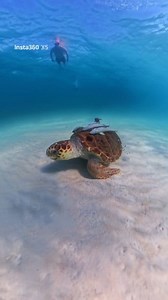 3.7K views · 61 reactions | We had an amazing encounter at shell island Panama city on our dolphin and snorkel tour! Come see yus this fall for an unforgettable experience you never know what we might see. #snorkeling #ecotourism #beach #october #fall #vacation #fallvacation #shellisland #PCB #panamacitybeach | Shell Island Dolphin Tours LLC | Facebook