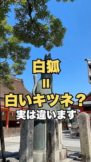 【お稲荷さん】白狐って“実在の白いキツネ”じゃないんです #神社 #お稲荷さん #スピリチュアル