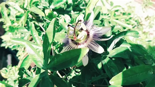 Amazing Closeup Nature on TikTok