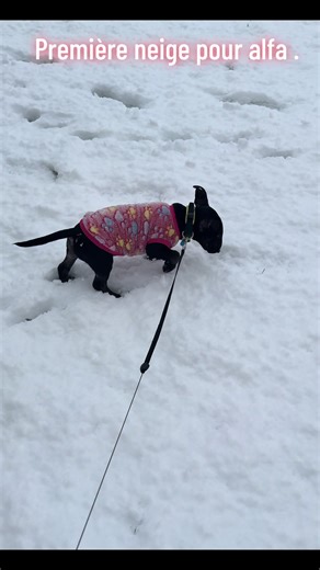 Miniature Bull Terrier Enjoys First Snow Experience