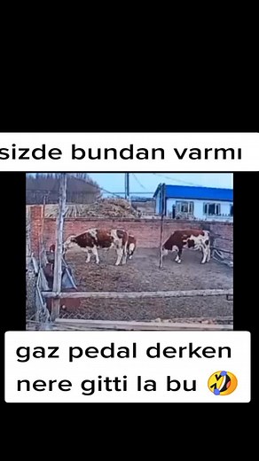 Size Difference Between Cows in a Rural Setting