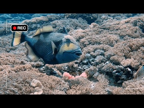 First Documentation of Titan Triggerfish Guarding Eggs on a Remote Camera (Nusa Penida)