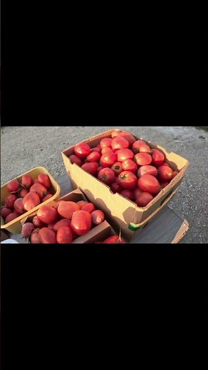 These Roma Tomatoes Grew as Advertised! Burpee Super Sauce Harvest Results.