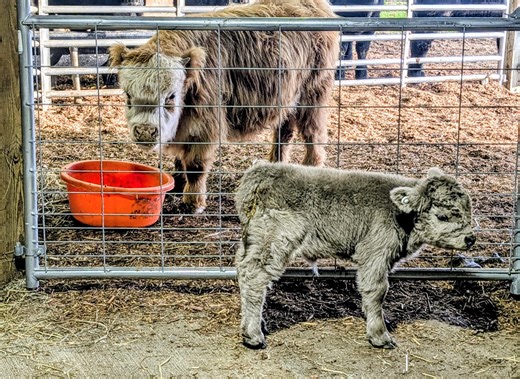20 reactions · 3 comments | Two loveable new micro mini coo cows are coming to Aberdeen! | Aberdeen Community | Facebook
