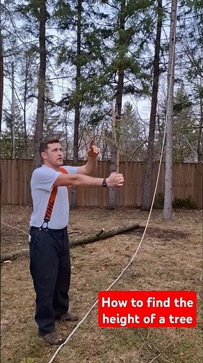 How to find the height of a tree using a stick #tree #treework #treeremoval #arborist #diytips #DIY