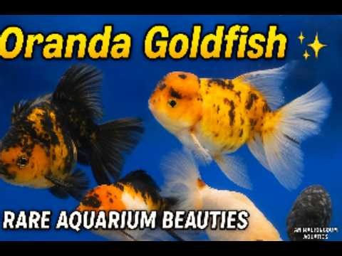 Stunning Oranda Goldfish Collection 🐠✨ | Aquarium Shop Tour