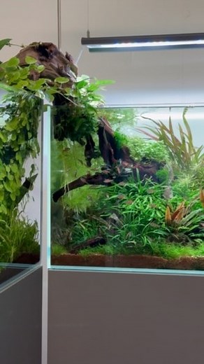 Oase Scaperline 90, powered by Skylight Hyperbar 75xl pendant lighting. Lush plant growth supporting the health of some stunning fish, Pentazona Barb. Scaped by George Farmer, approximately 5 months ago. #aquascaping #oasescaperline90 #aquascape #plantedtank #plantedaquarium #natureaquarium #aquariumgardens #aquariumhobby #aquariumplants #aquascapedesign #skylighthyperbar #aquariumlife #aquascaper #aquascapinguk #aquascapingspecialists #aquascapes #aquaticplants #plantedfishtank #pentazonabarb #