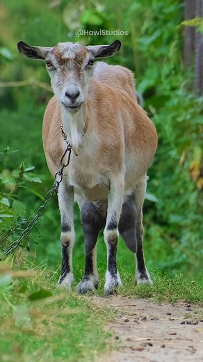 10K views · 247 reactions | Goat doing pasture in backyard #goat #pasture #nature #domestic #pet #backyard #village #eat HA22483 | HAWI Studios | Facebook