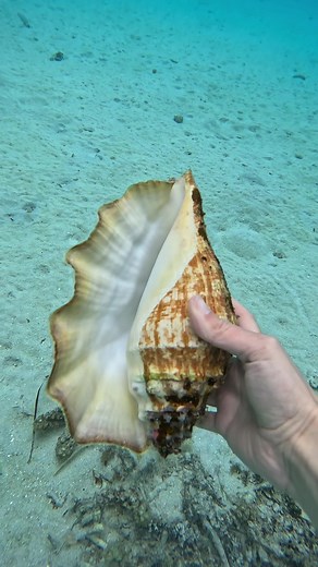 Spotting a Huge Conch Shell Underwater in French Polynesia
