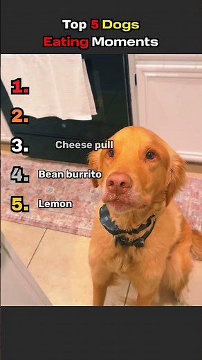 Top 5 dogs eating, funny moments