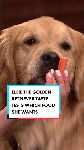 @Golden Retriever Life showcases her ability to taste test food and choose her favorite! #FallonTonight