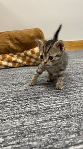 278 reactions · 13 shares | Our wobbly kitten came to us as an...