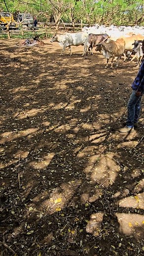 78K views · 666 reactions | Branding day at the ranch 鸞 #CattleBranding #CowboyTradition #LifeOnTheRanch | Ruben Janairo | Facebook