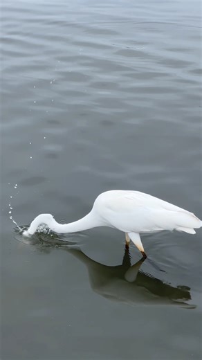 One short photography #short #feed #animal #photography