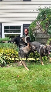 17M views · 627K reactions | Will The Dogs Find Their Dad Disguised As A Bush?  #dogs #germanshepherd | Jade the Sable GSD | Facebook