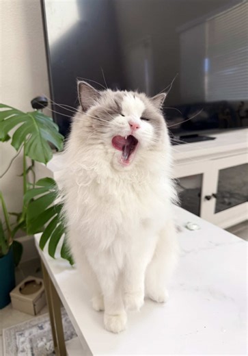 Green themed meal for Azula 💚🐱🌱 .. stay until the end to see me turn Azula green as well 🤠 Thank you @Pawsitive Dreams Pet Store for the freeze dried fresh meat! Azula absolutely loves those kinds of treats. 💚 Menu 🍽️: ⟡ HonestBites Chicken (Durian Coconut?¿) ⟡ @Fera Pets Fera Pets Immune System 🔖 Link in bio for 15% off Fera Pets supplements ⟡ Love Around Freeze Dried Fresh Meat & Duck ⟡ @Arya.Sit Arya Sit Chicken & Cat Grass ⟡ Arya Sit Chicken Breast ⟡ Love Around Freeze Dried Chicken ⟡