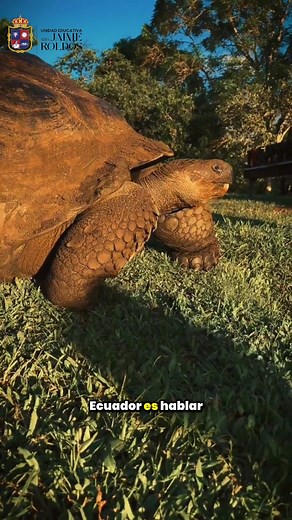 32K views · 1.3K reactions |  El Escudo Nacional: Un Retrato Vivo...