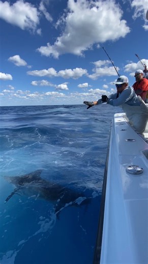 Rob Chapman Fishing on Instagram: "THE FIGHT NEVER STOPS!! 😳💦🗡️👇 This Marlin was roughly 250 pounds and 9 feet long for reference 💪✅ Just because you’ve got a leader touch doesn’t mean it’s over!! They have so much power and stamina 💪💪 My fishing BUCKET LIST has one more checked off (My FIRST MARLIN!) and it was everything I hoped it would be, and much more … AND complete luck🍀 This big girl was with another monster patrolling the oil rigs 80 miles off Louisiana (literally a mile deep) a