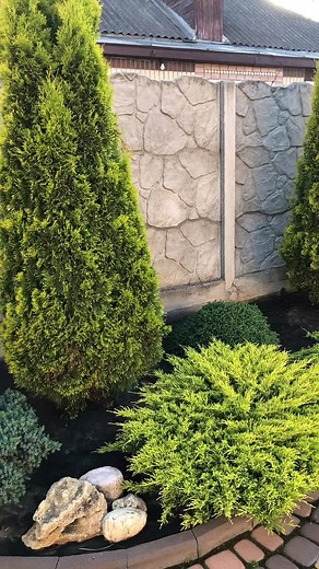 Beautiful Garden Showcase with Coniferous Trees and Decor