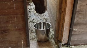 Grip Stainless Steel Bucket (5 Gallon)- Great for Pets, Cleaning, Food Prep - Hang on Fences, Cages, Kennels - Home, Garage, Workshop
