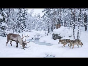 Winter's Wildest Trail Cam Encounters — My Best of 2026