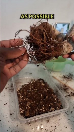 Ficus Ginseng Bonsai | Repot and Prune