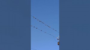 Why dont birds get electrocuted on power lines?shorts