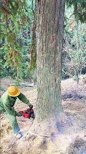 Massive Tree Felling: Chainsaw Cuts a Giant Down Safely