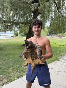 Look: 'Dinosaur-like' alligator snapping turtle found under dock in Wash.