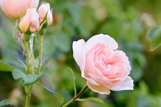 How to Grow Roses from Cuttings of Your Favorite Varieties in 10 Simple Steps