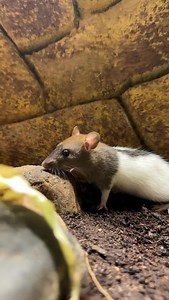 Red tail boa | PET STATION