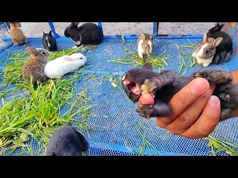 Little Baby bunny rabbit screaming | it’s So Cute Bunny crying