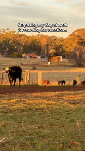 Surprising my dog at work 🥹 #australiancattledog #redheeler #cattledog #heeler #workingdogs #farmdogs | Winnie the Cattle Dog