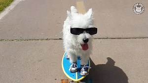 These pets look just like emojis: | The Pet Collective