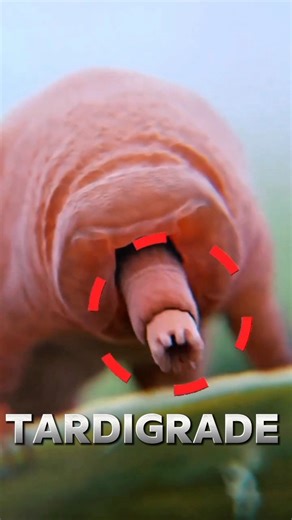 ‎Unkillable Space Creature 🛸👾#shorts