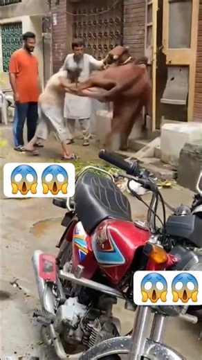 dangerous cow #beautifulcow #cow #bull #animals #eiduladha2026 #cowlover