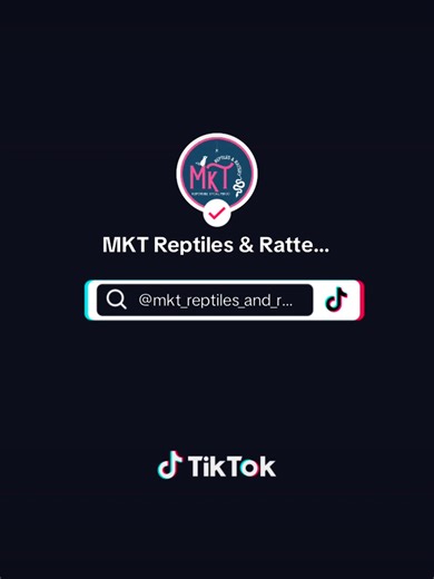 Mama is doing her job and doing it WELL, I tell ya! #ratbreedernc #ratbreedernearme #NorthCarolina #smallpetcommunity #northcarolinarats #ratgenetics #RatteryLife #ratbreeding #ratlovers #ratfanclub | MKT Reptiles & Rattery