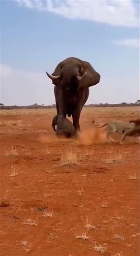 African Wildlife: Elephant Defends Young with Stomp